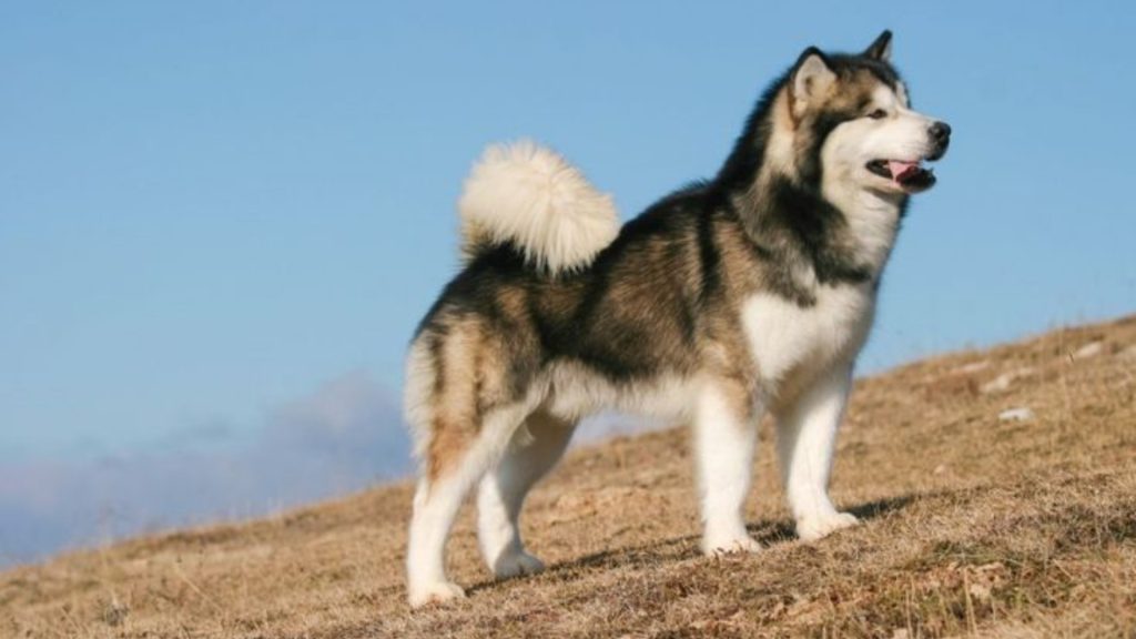 7 Surprising Dog Facts Every Owner Must Know