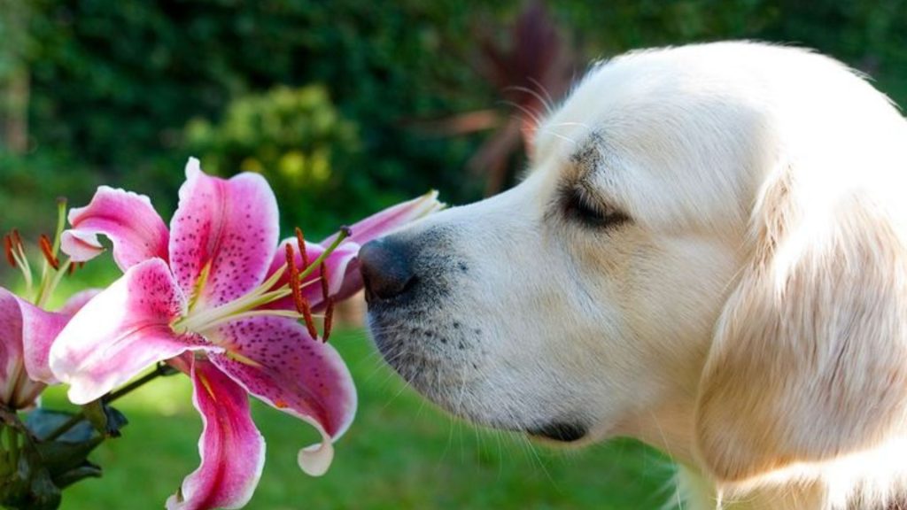 dog's sense of smell