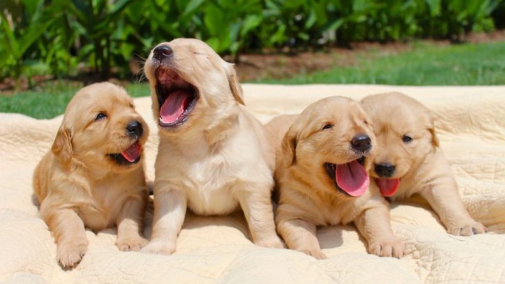 Dog's Yawn