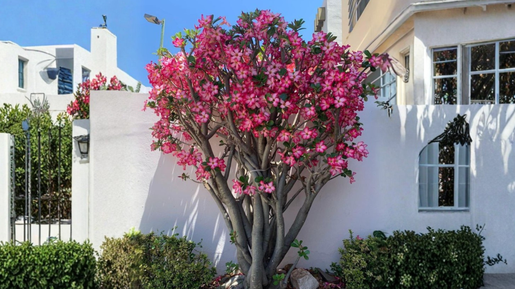 Adenium or Desert Rose Plant
