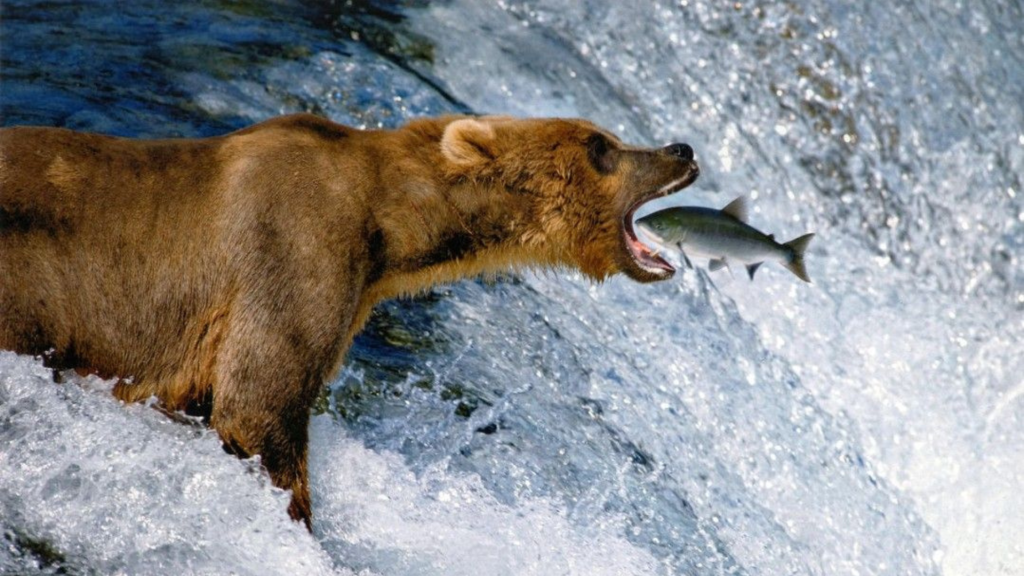 Catch of the Day 1987