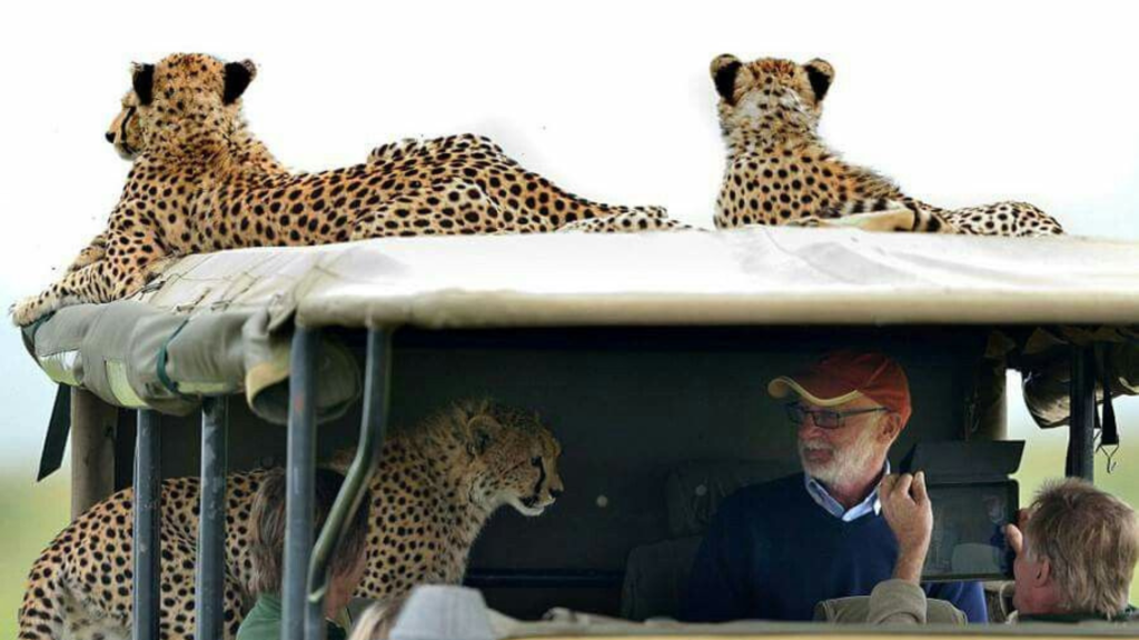 Cheetah on a Vehicle