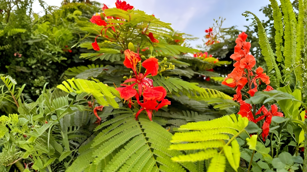 Gulmohar Plant