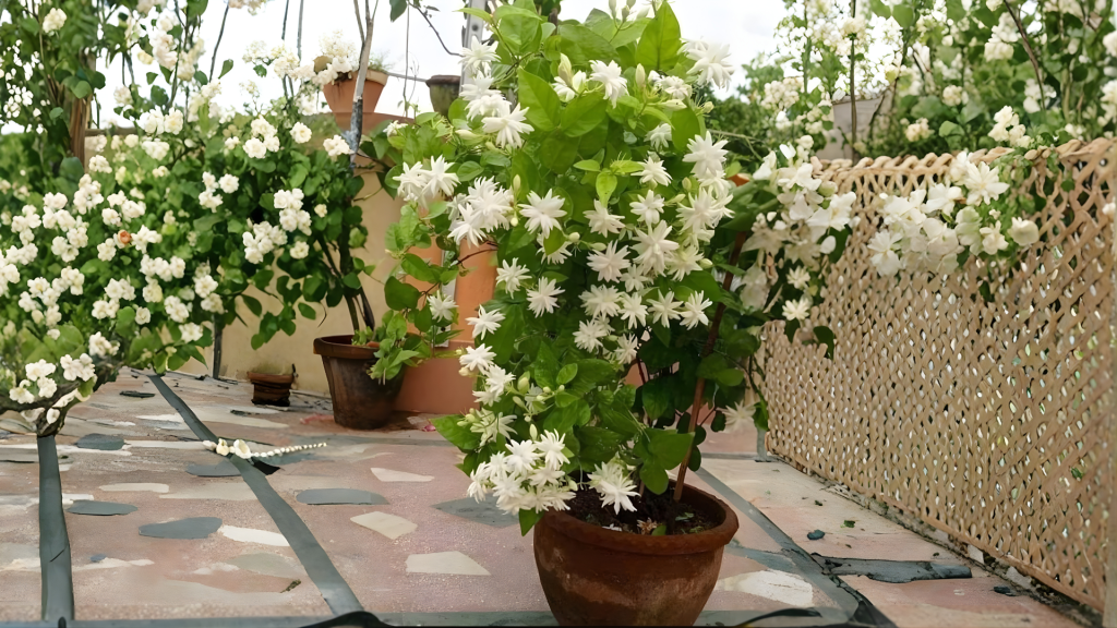Jasmine Plant