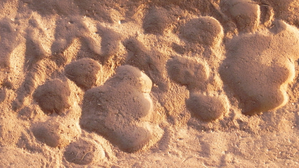 Lion's Paw Photography