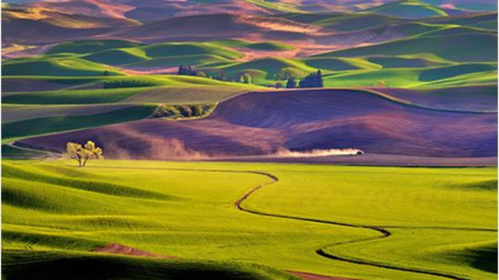 Palouse in Spring