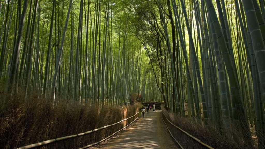 Sagano Bamboo Forest Path