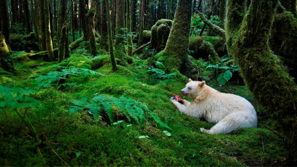 Spirit Bears of the Great Bear Rainforest