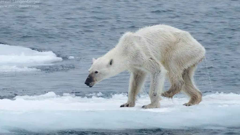 Starving Polar Bear, Svalbard 2017