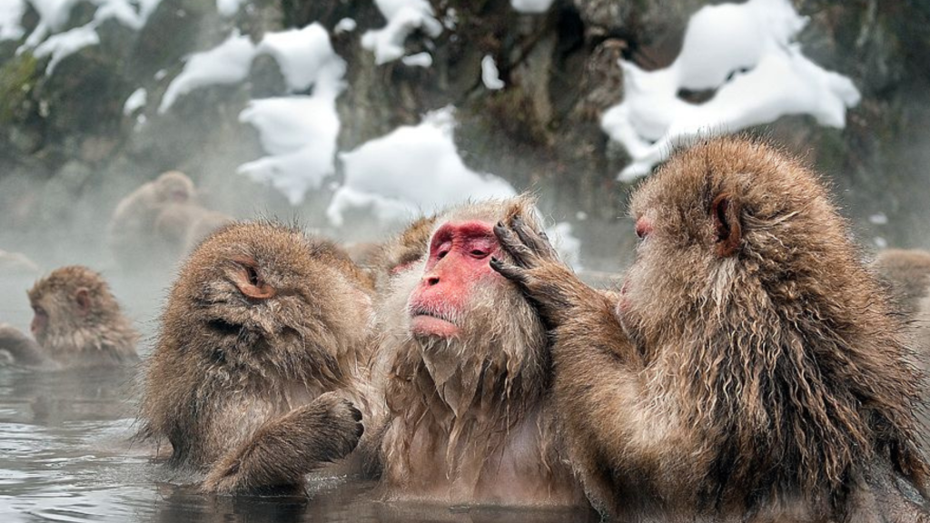 Monkey in Hot Spring