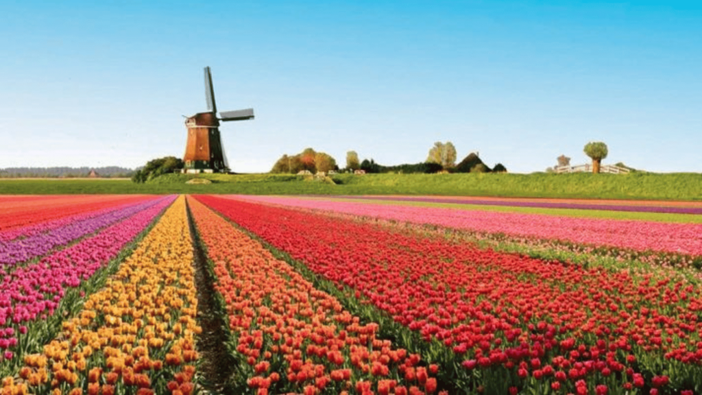 Tulip Fields of the Netherlands