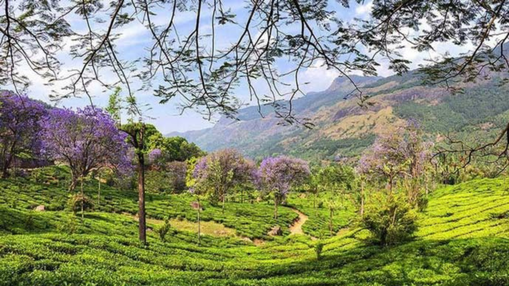 Munnar Hill Station