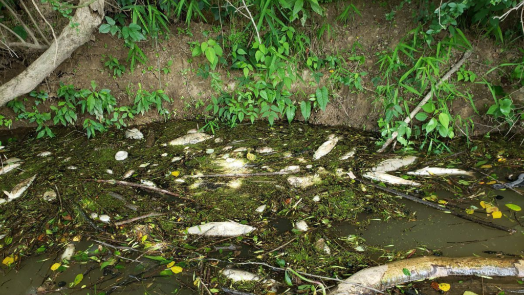 Deforestation Water Pollution