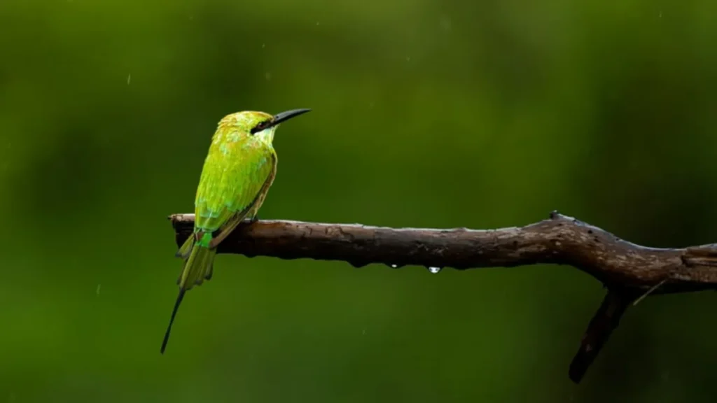 Green bee-eater perched on a wet branch after rain