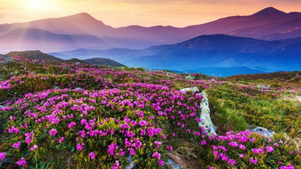 Valley of Flowers, Uttarakhand