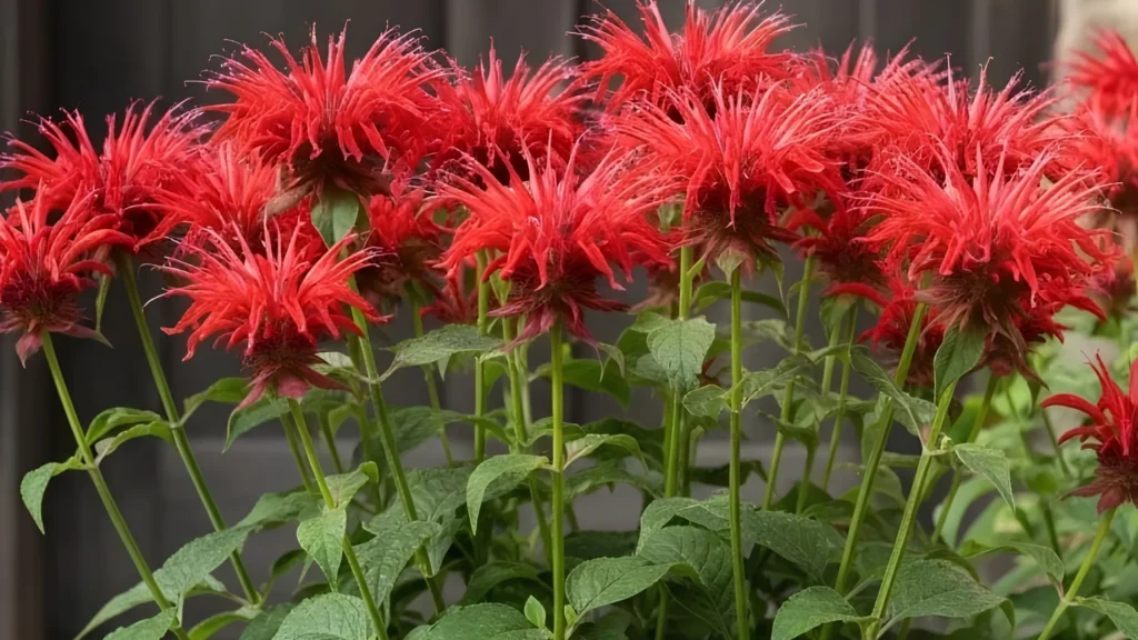 Bee Balm Plant That Repel Mosquitoes