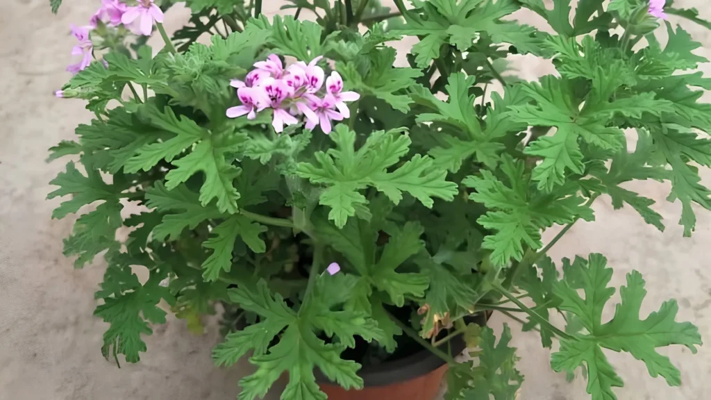 Geranium (Citronella) Plants That Repel Mosquitoes