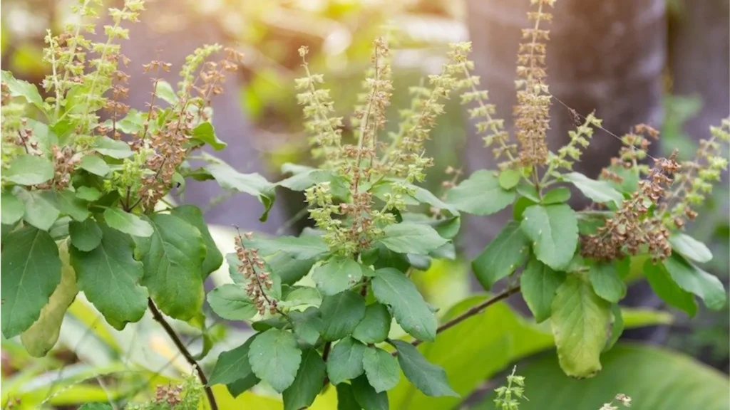 Holy Basil (Tulsi) Plants That Repel Mosquitoes