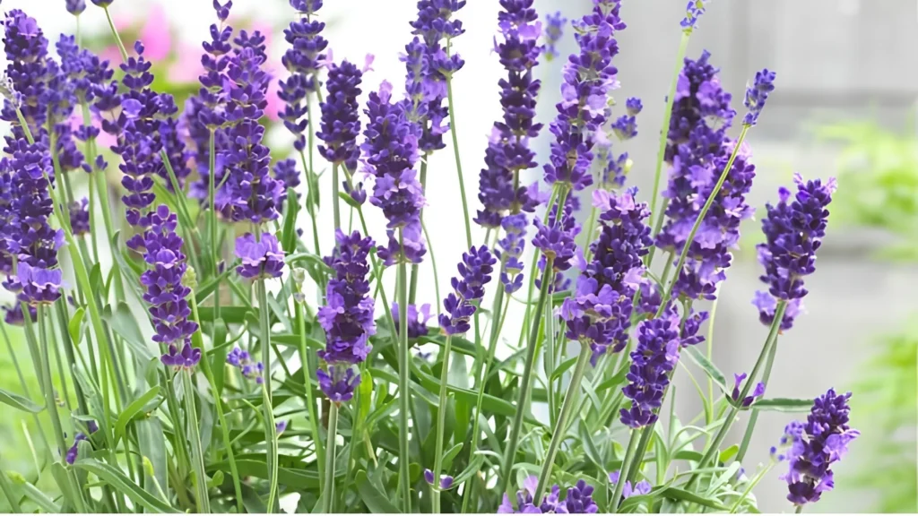 Lavender Plant That Repel Mosquitoes