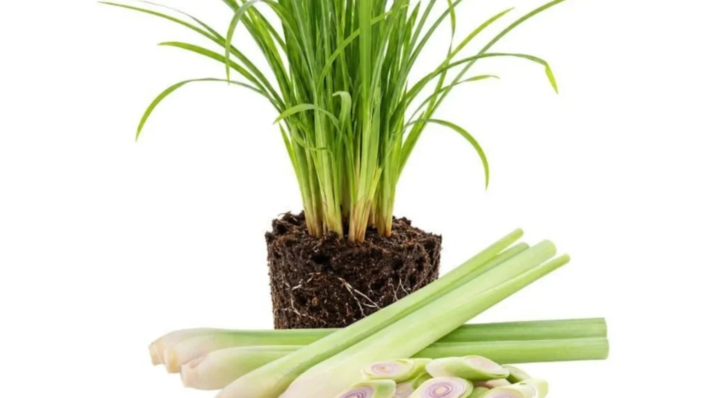 Lemongrass (Citronella Grass) Plants That Repel Mosquitoes