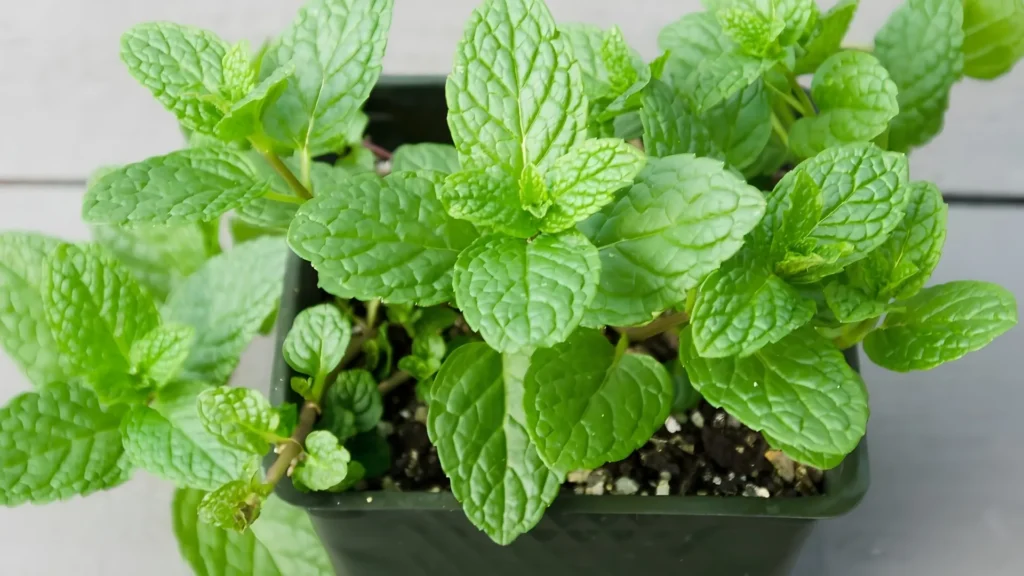 Peppermint & Mint Plants That Repel Mosquitoes