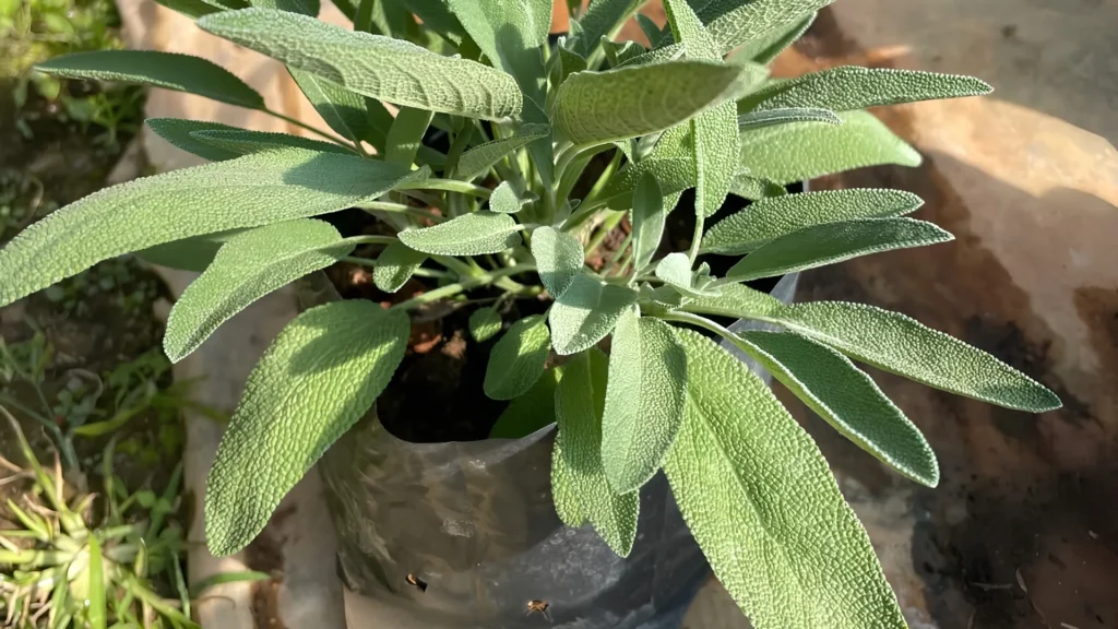 Sage Plant That Repel Mosquitoes